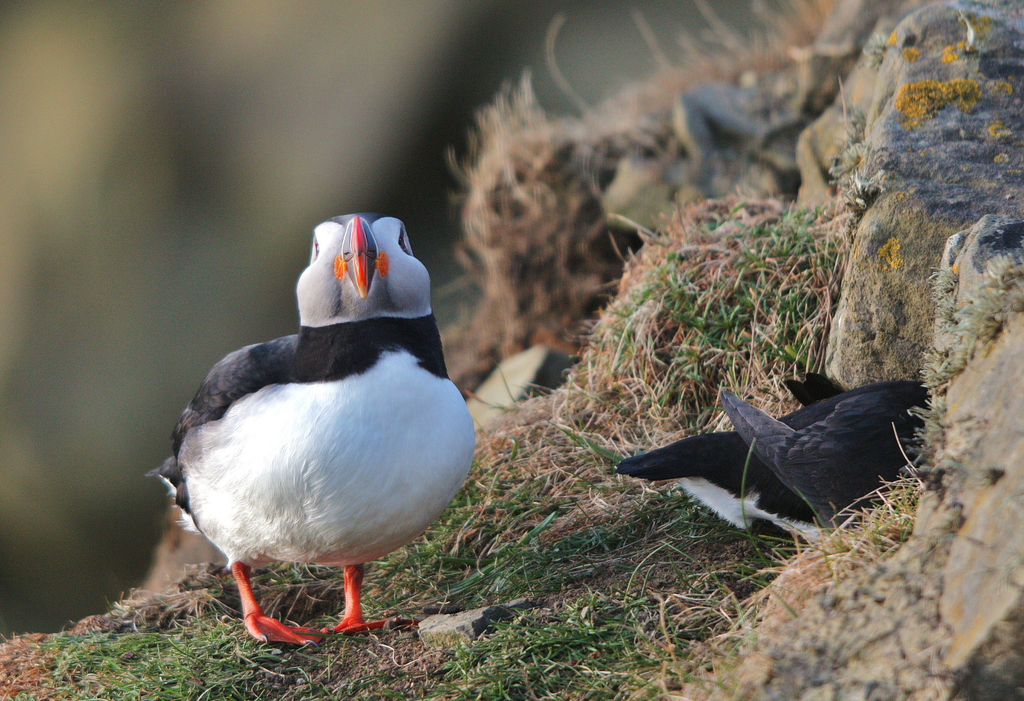 Puffin IMG 8310 (13954035385).jpg