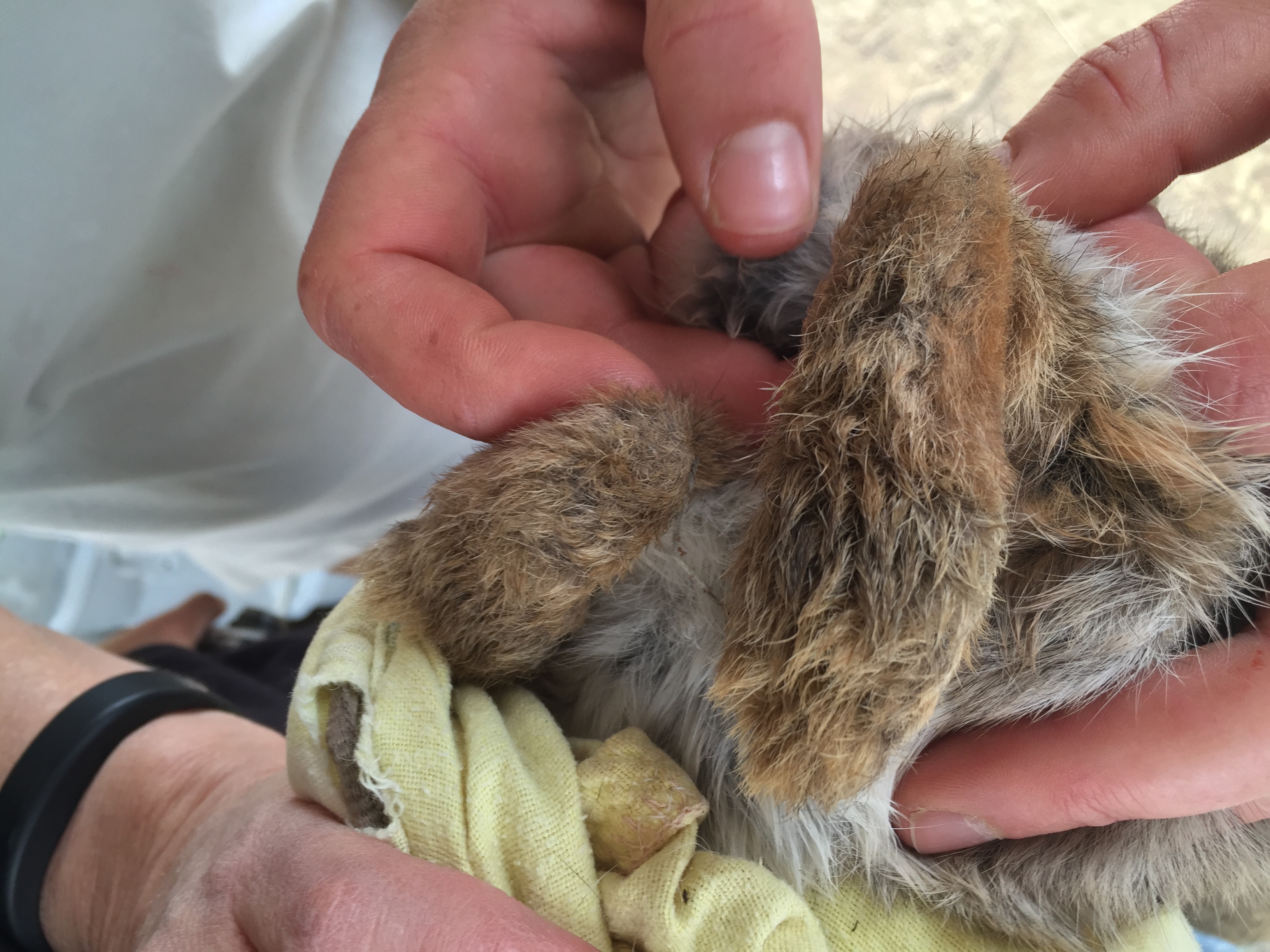 Rabbits foot. Pygmy Rabbit.