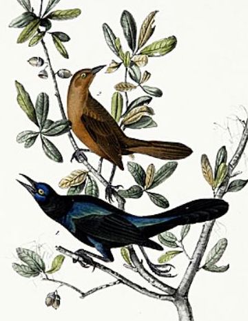 File:Quiscalus major (Audubon).jpg