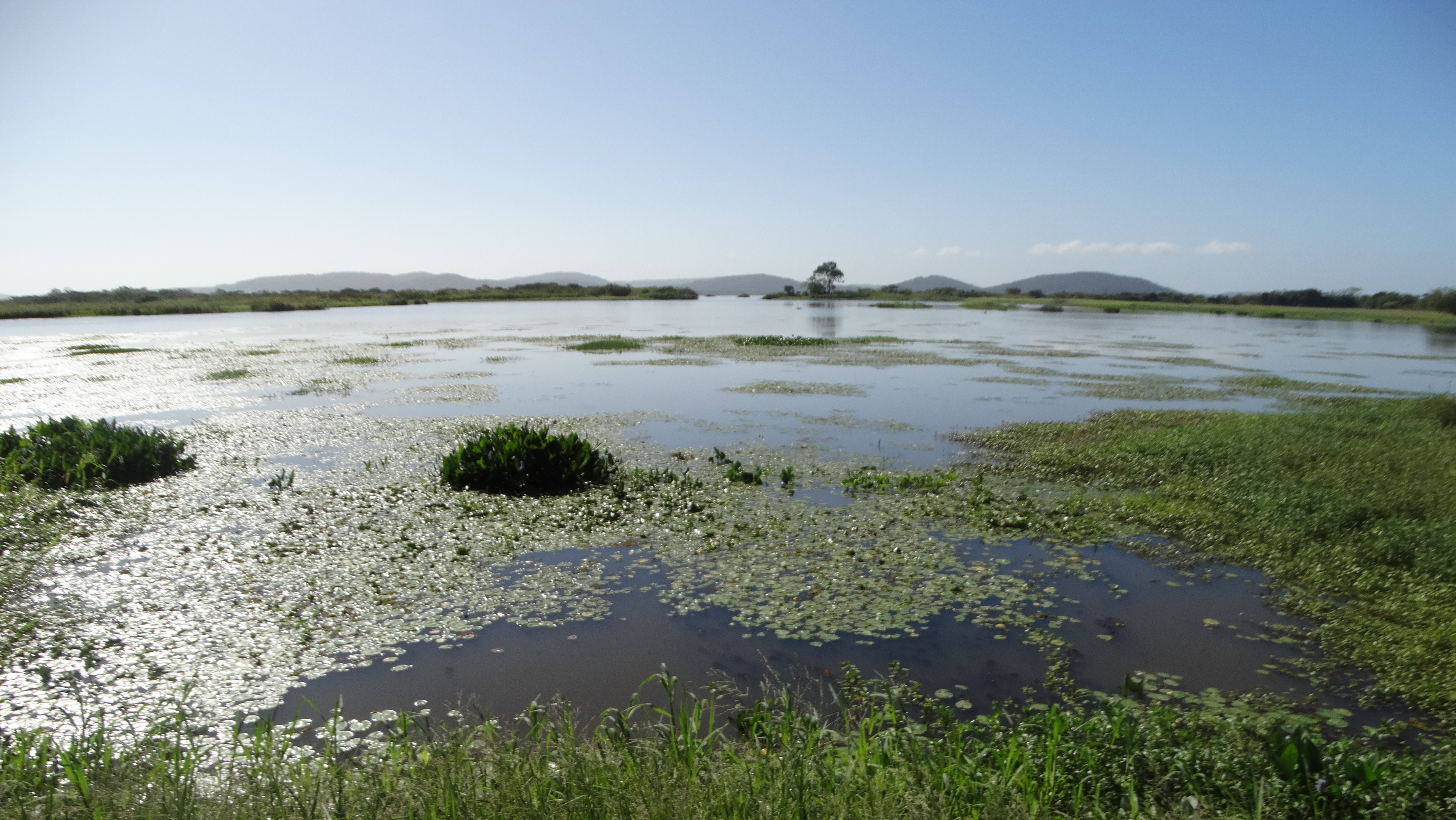 Reserva Biológica do Lami José Lutzenberger – Wikipédia, a