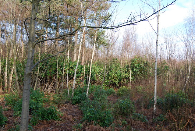 Rhododendrons, West Blean Wood - geograph.org.uk - 1143243