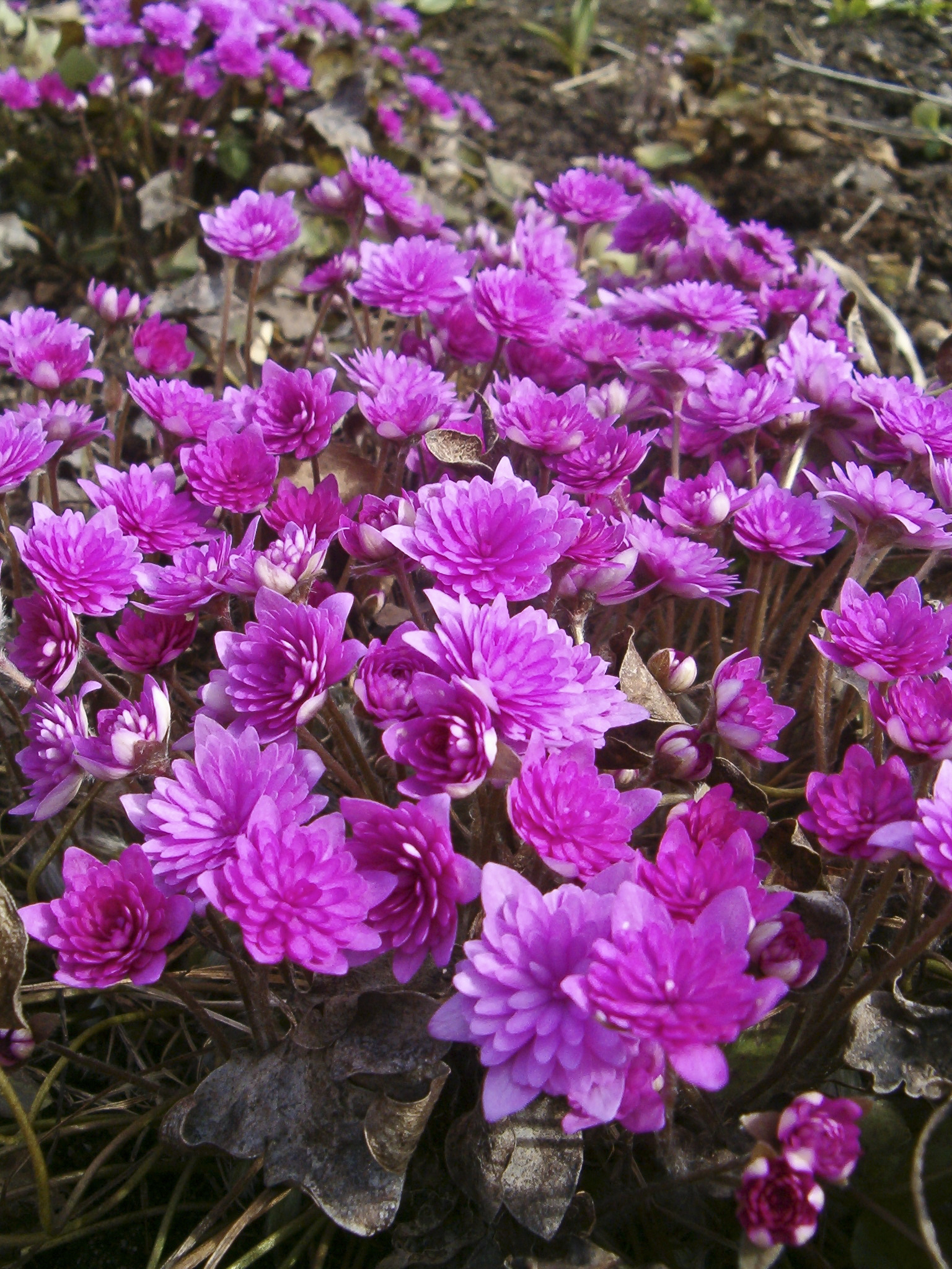 Печеночница благородная rosea Plena