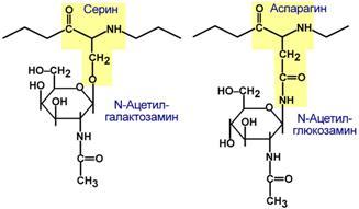 File:S02-glikoprotein.jpg