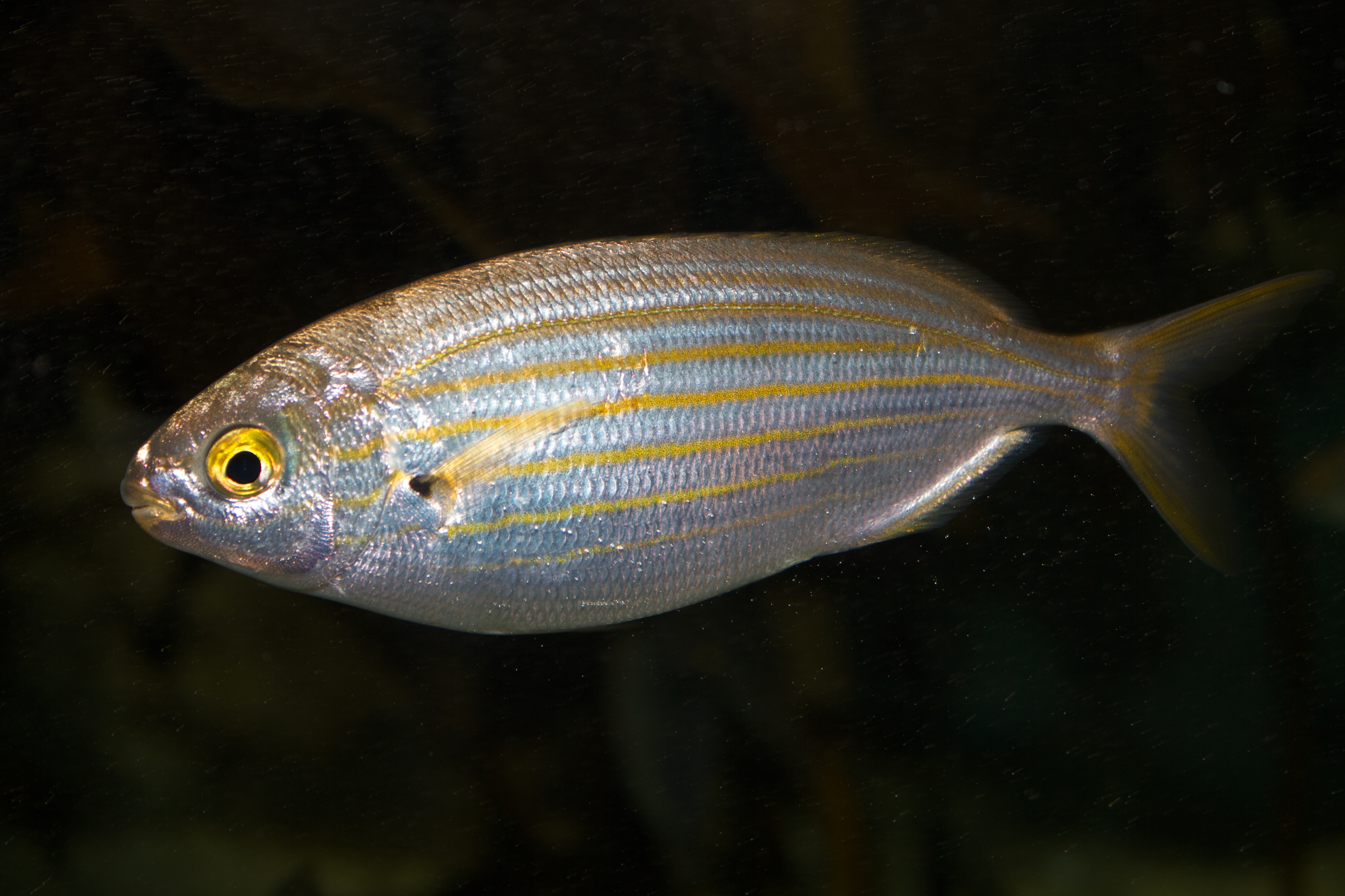 File:Sarpa salpa .jpg - Wikimedia Commons