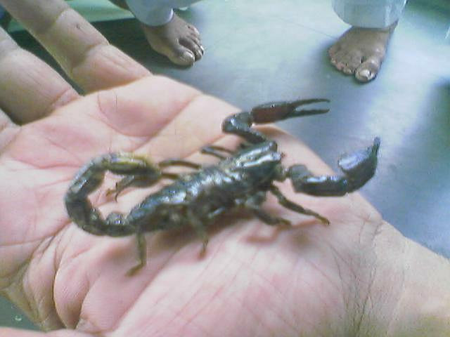 File:Scorpion on Palm at Amroha..jpg