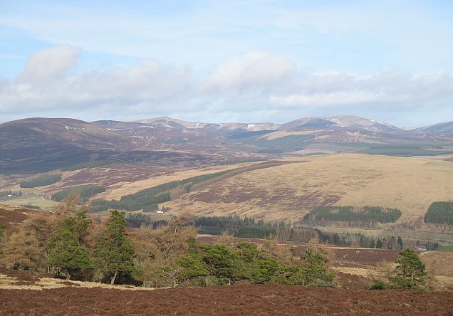 File:Small wood on Cairn Gibbs - geograph.org.uk - 706707.jpg