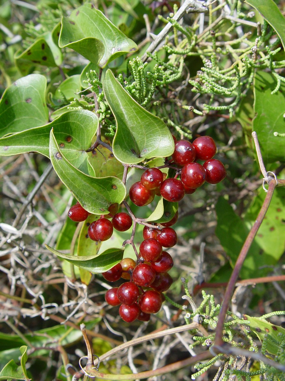 Image search result for "Smilax"