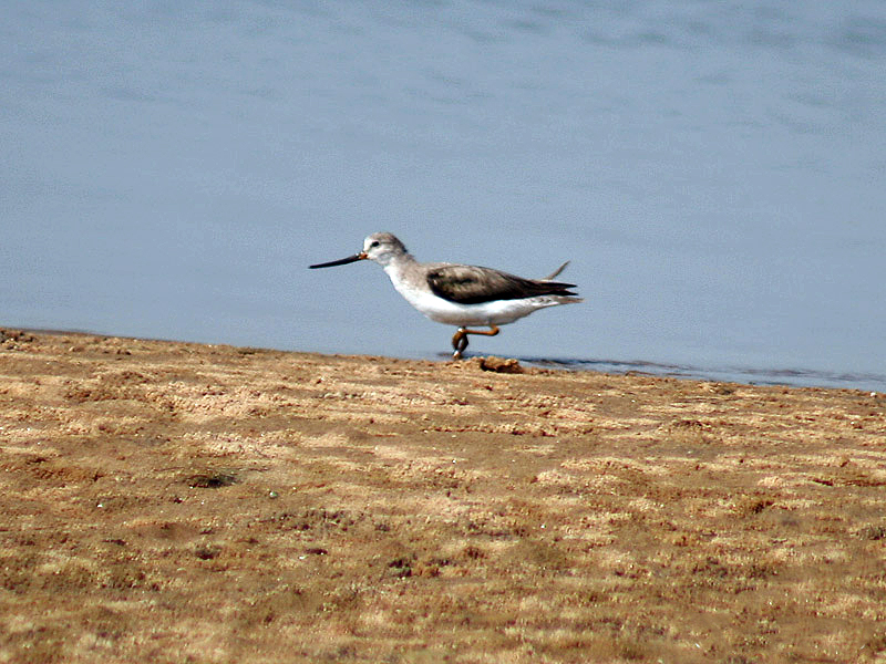 File:Terek Sandpiper I IMG 9379.jpg