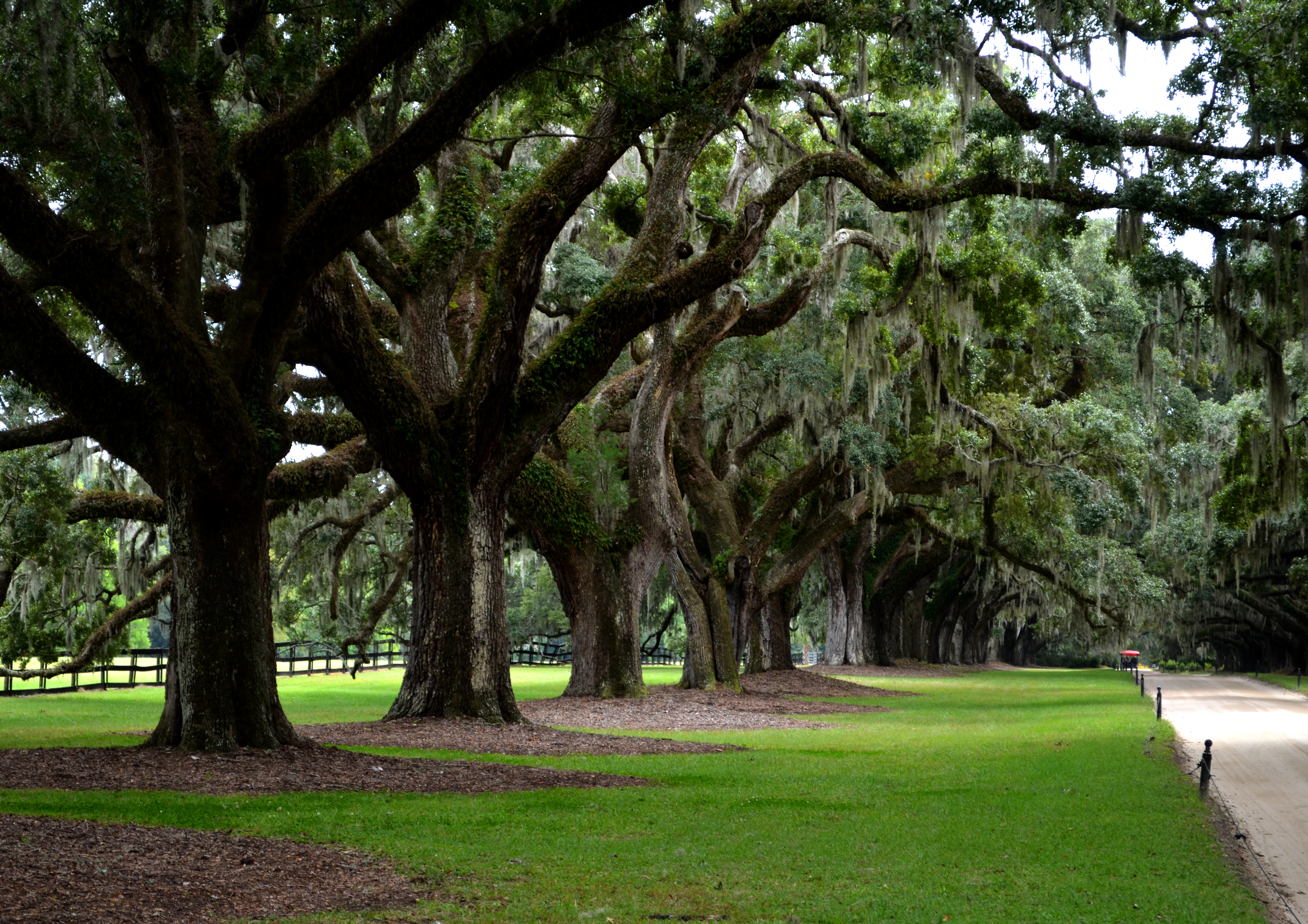 Many trees 2. Плантации Boone Hall and Gardens. Дерево двух цветов.