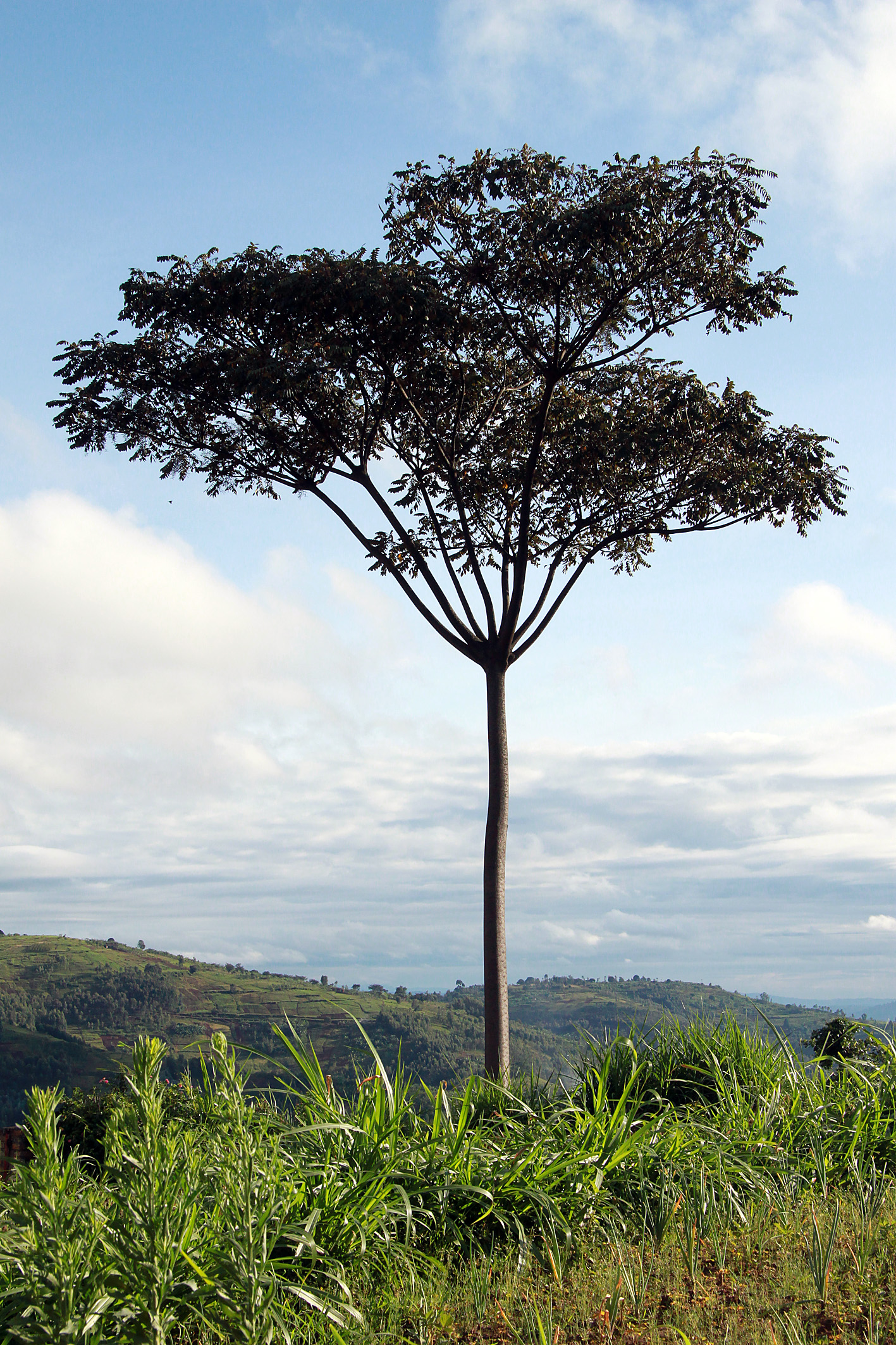 The perfect tree. Бурунди природа.