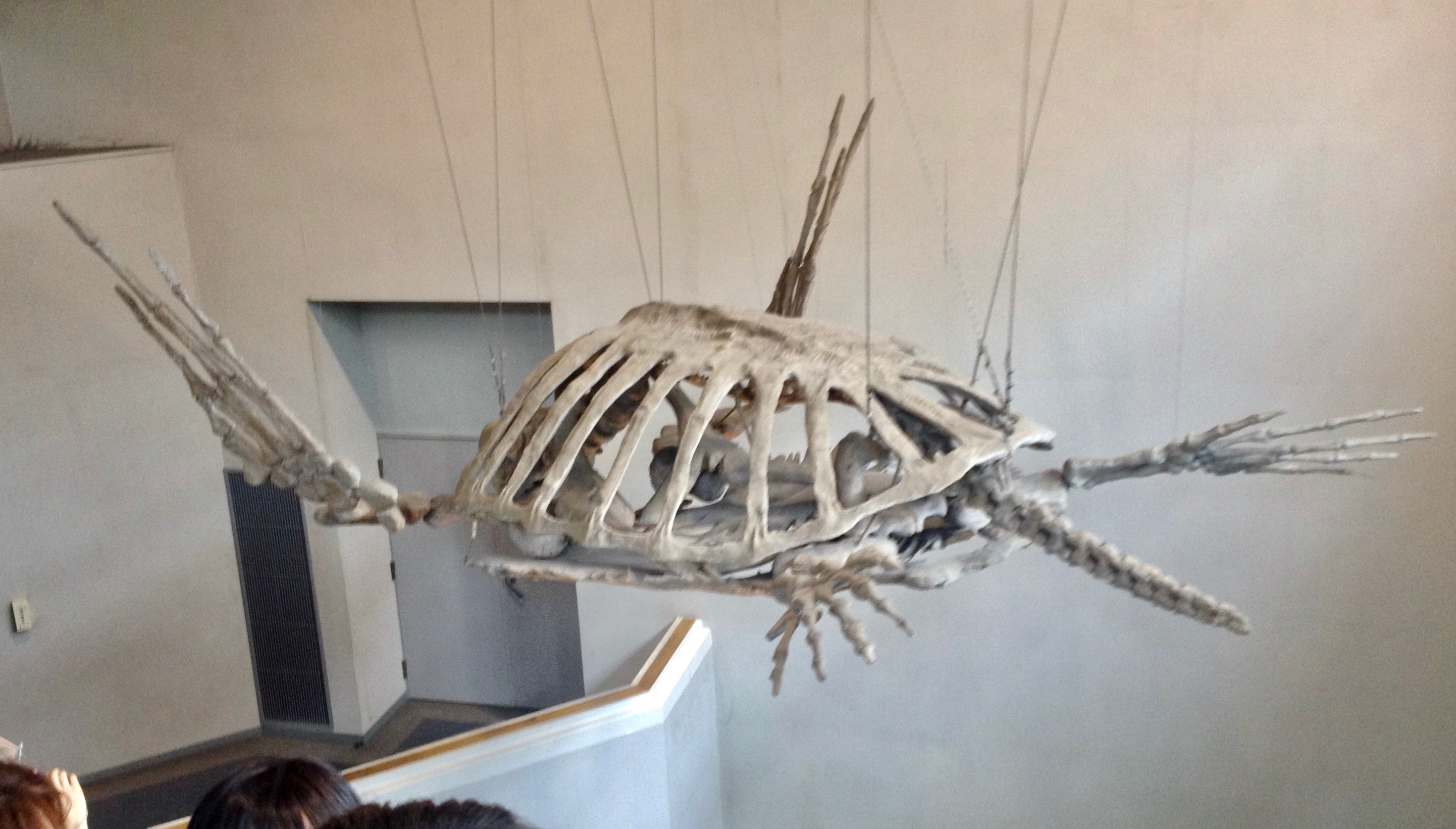 File The Skeletal Specimen Of Archelon Port Of Nagoya Public Aquarium 1 Jpg Wikimedia Commons