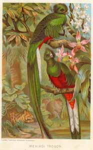 File:Trogon-Brehm.jpg