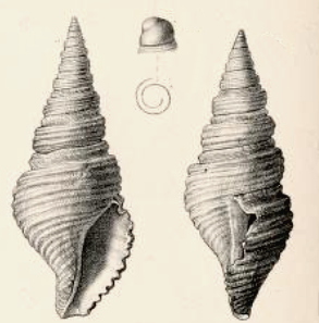 <i>Turris septemlirata</i> Species of gastropod