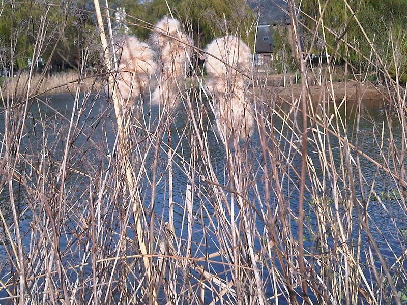 File:Typha latifolia's (bullrush) seed heads.jpg