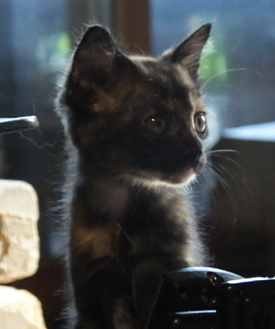 File:2019-06-16 Cat of Japan,Black tortoiseshell and white cat サビ猫子猫 Born in 2020-4-20 DSCF5099 (cropped).jpg