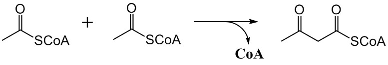 Конденсация ацетил КОА. Мевалонат формула. Тиолаза катализирует реакцию. Ацетатно-мевалонатный путь. Коа лак