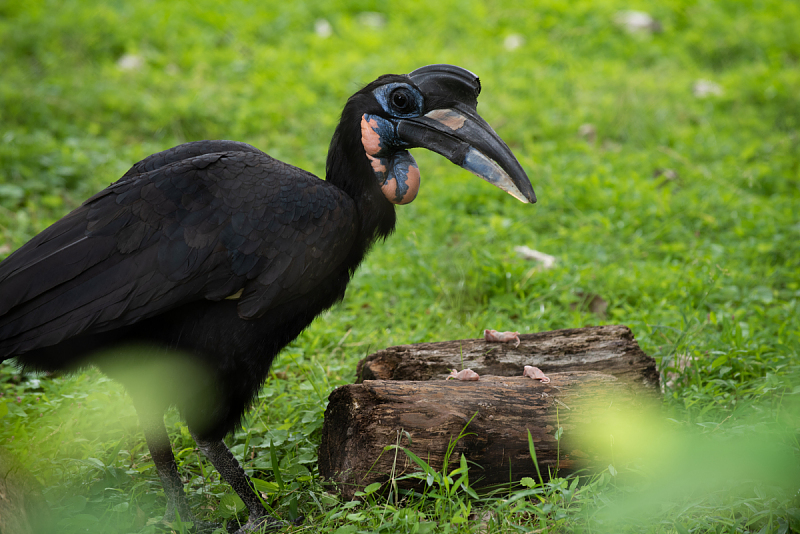 File:Abyssinian ground hornbill Smithsonian.jpg