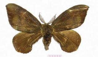 <i>Andraca melli</i> Species of moth