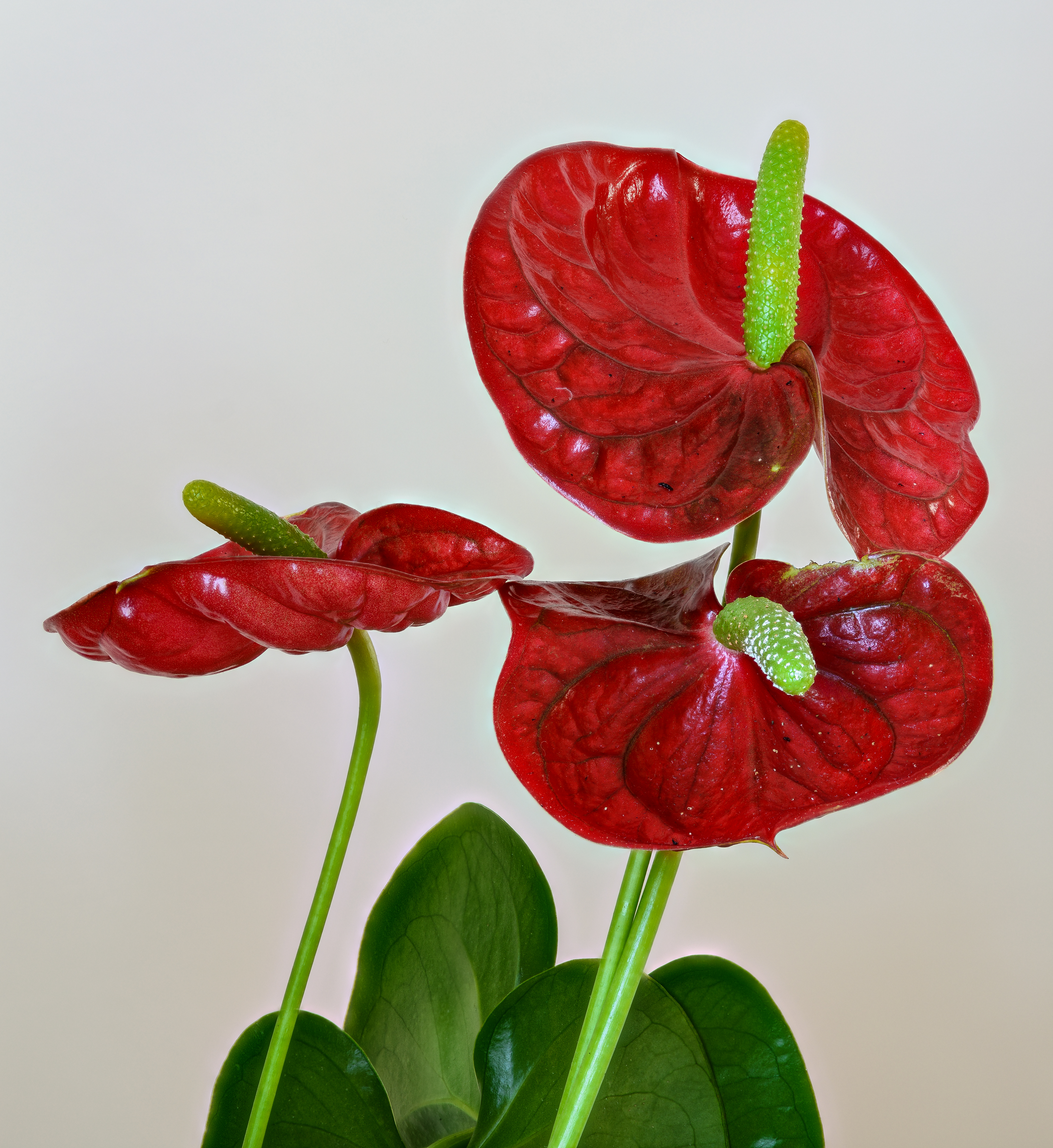 Anthurium Wikipedia