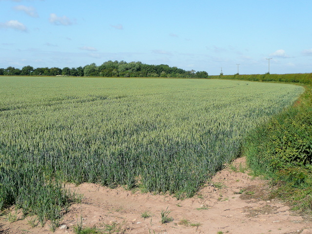 File:Arable fenland - geograph.org.uk - 1398044.jpg