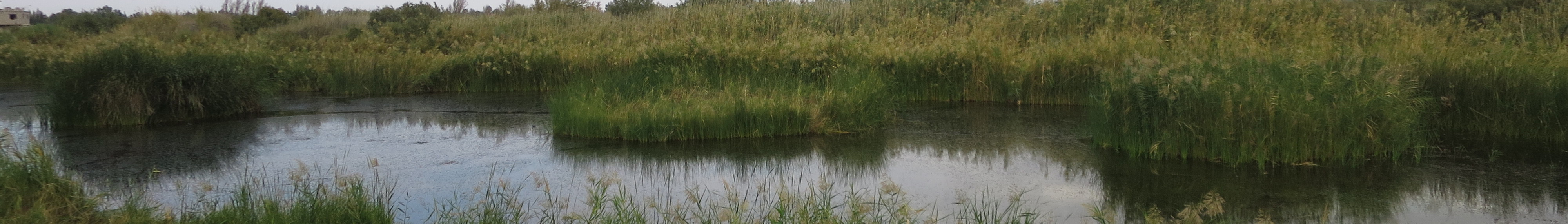 Azraq Wetlands Banner.jpg