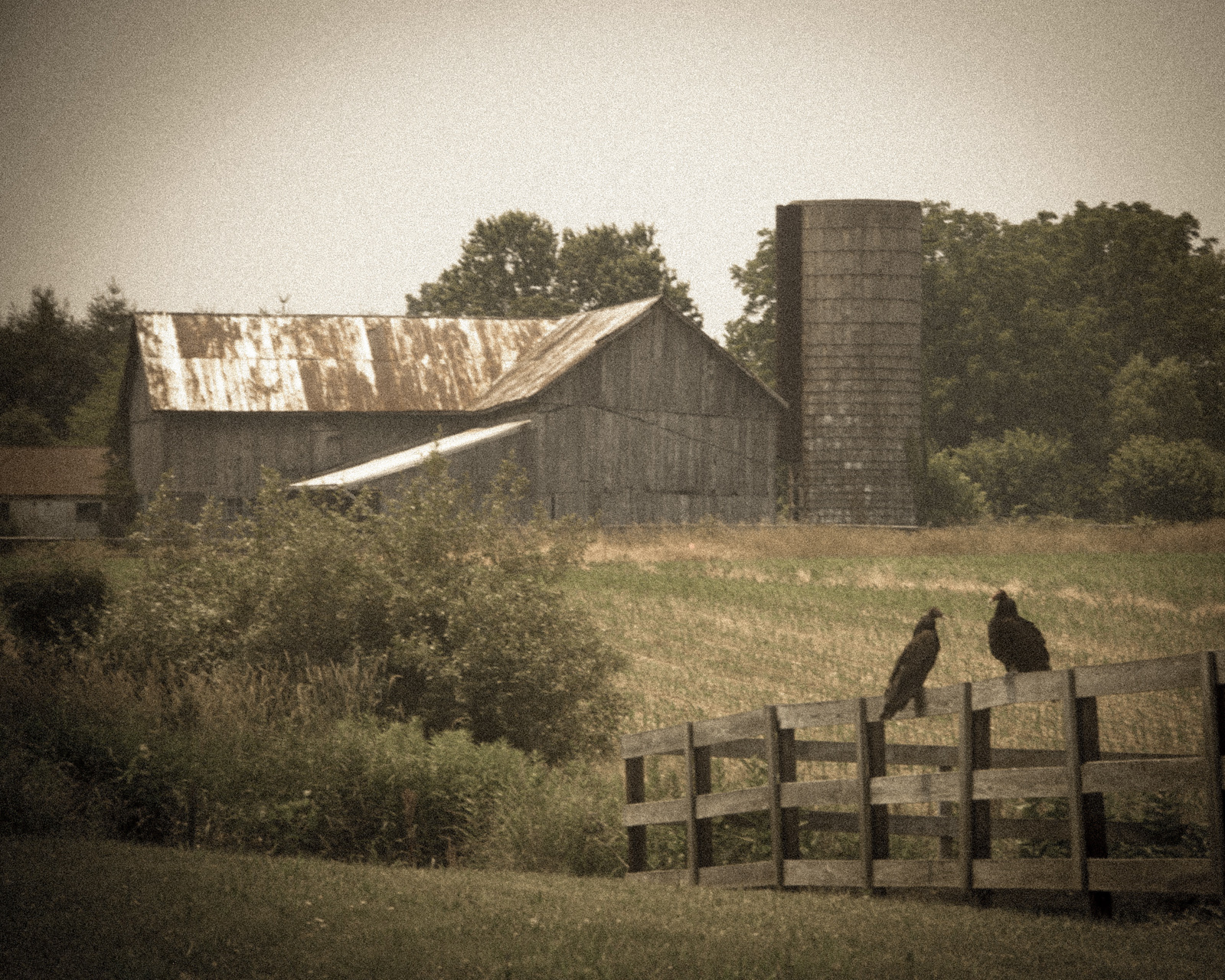 Barn_with_Turkey_Vultures.jpg