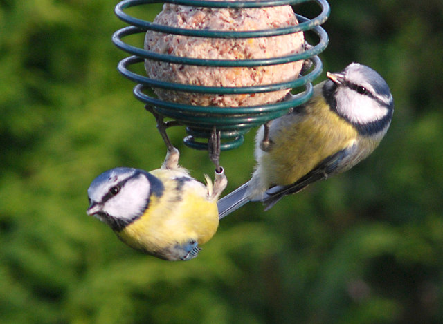 File:Blue Tits sharing food - geograph.org.uk - 1080381.jpg