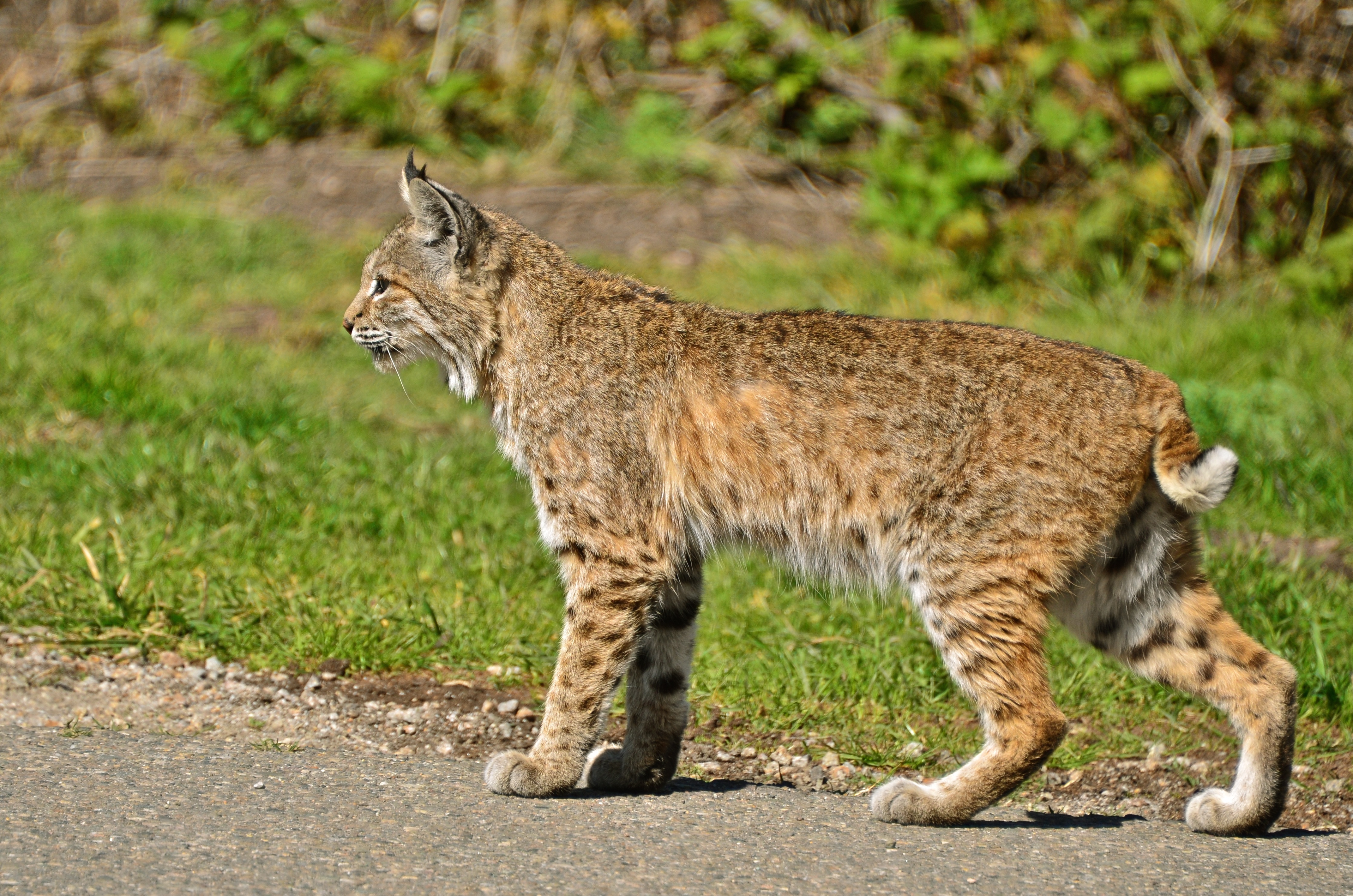 File Bobcat Montana De Oro jpg Wikimedia Commons