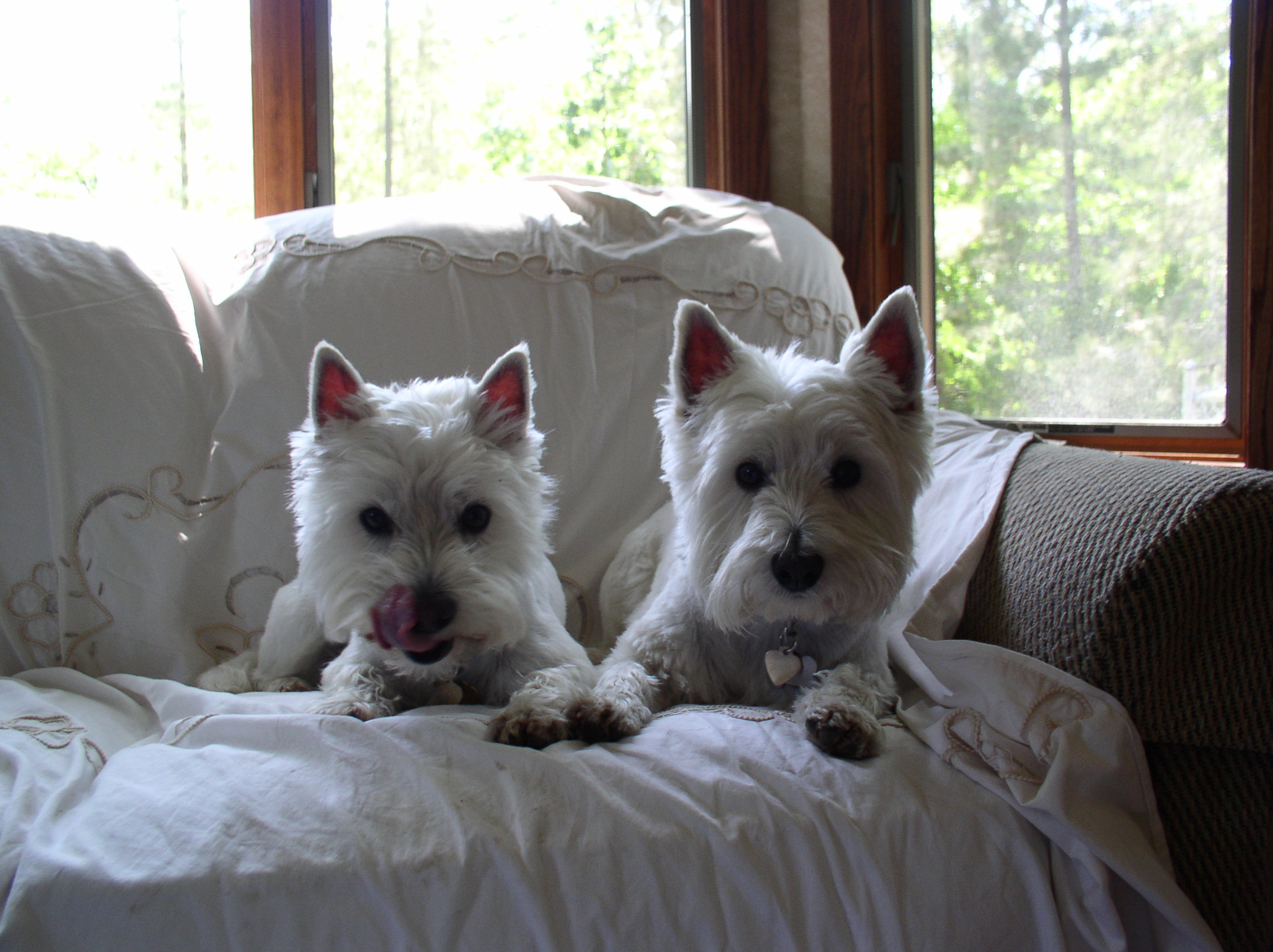 Постельное белье West Highland White Terrier