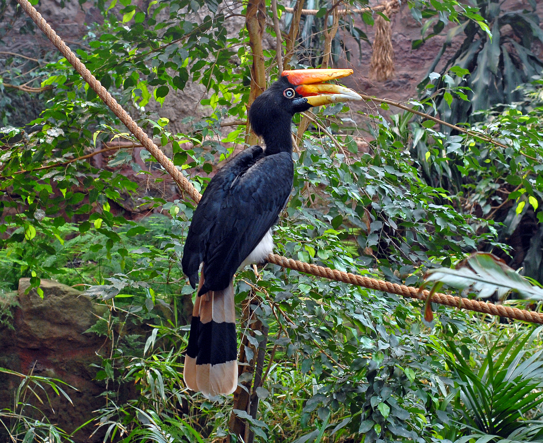 Burung Enggang Badak Wikipedia Bahasa Melayu Ensiklopedia Bebas