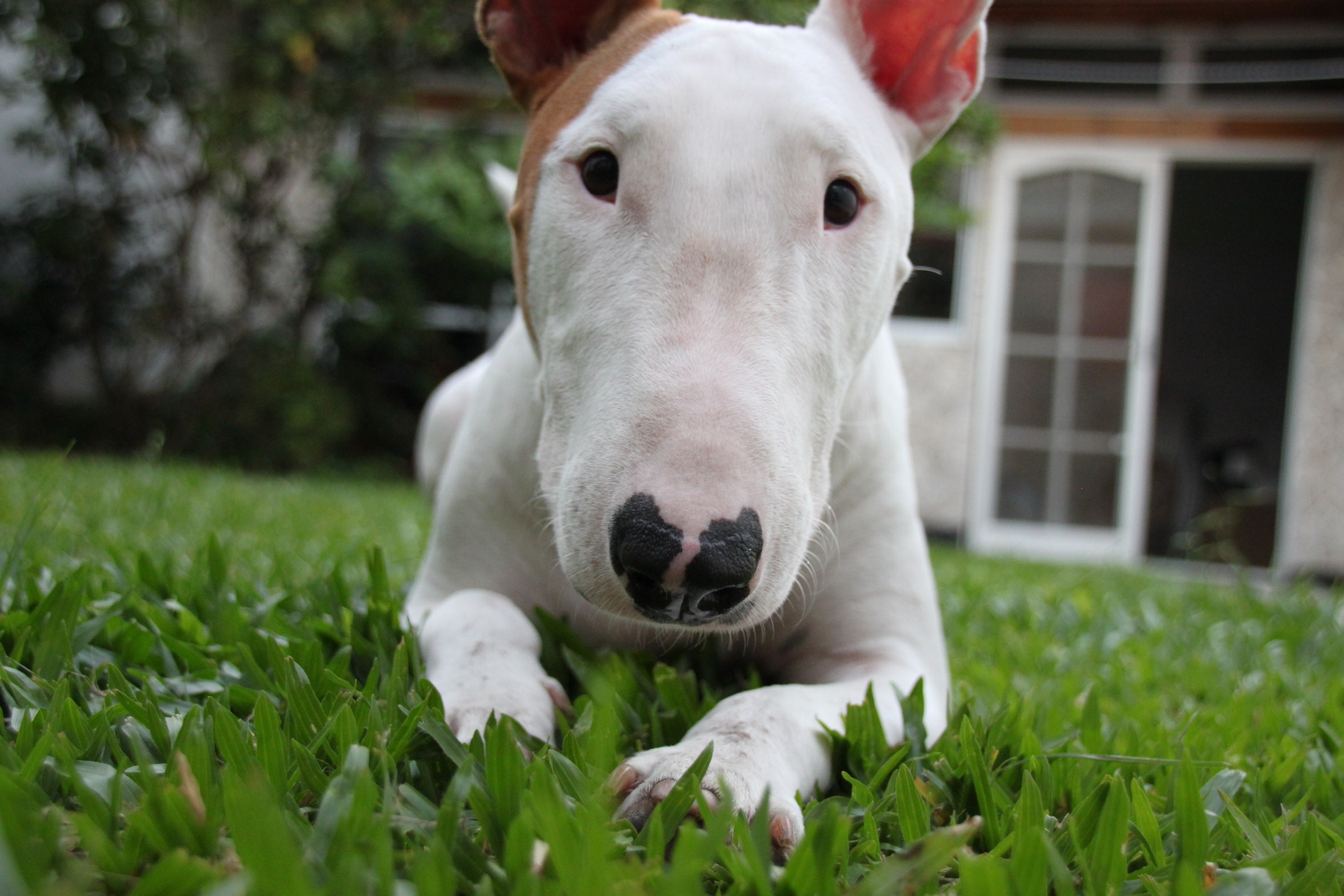 How Much Should My Bull Terrier Puppy Be Feeding?