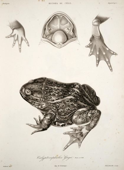 File:Calyptocephalella gayi.JPG