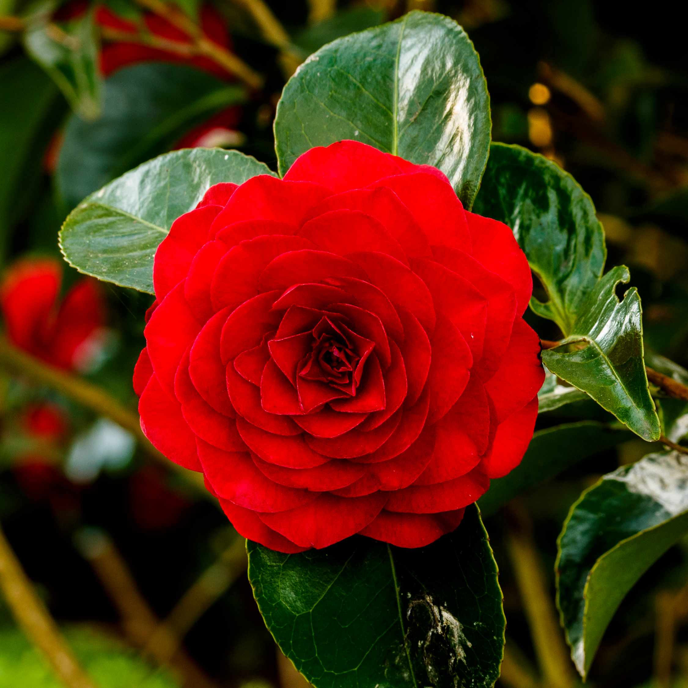 Камелия с черной гривой. Камелия williamsii. Camellia × williamsii. Камелия принцесса Бачиокки.