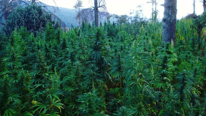 File:Cannabis Fields in Ketama Tidighine mountain, Morocco.jpg