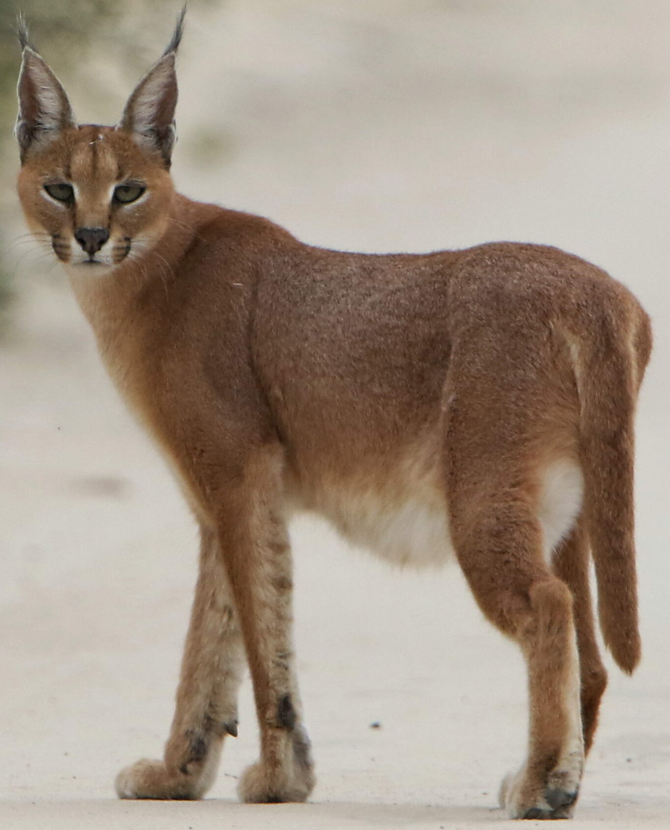 10 curiosidades sobre o Pumba Caracal