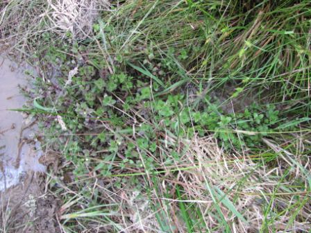 File:Carex punctata Gaudin (AM AK329654-1).jpg