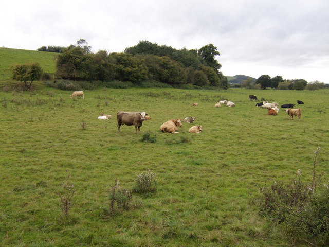 File:Cattle on the Wye meadows. - geograph.org.uk - 564647.jpg