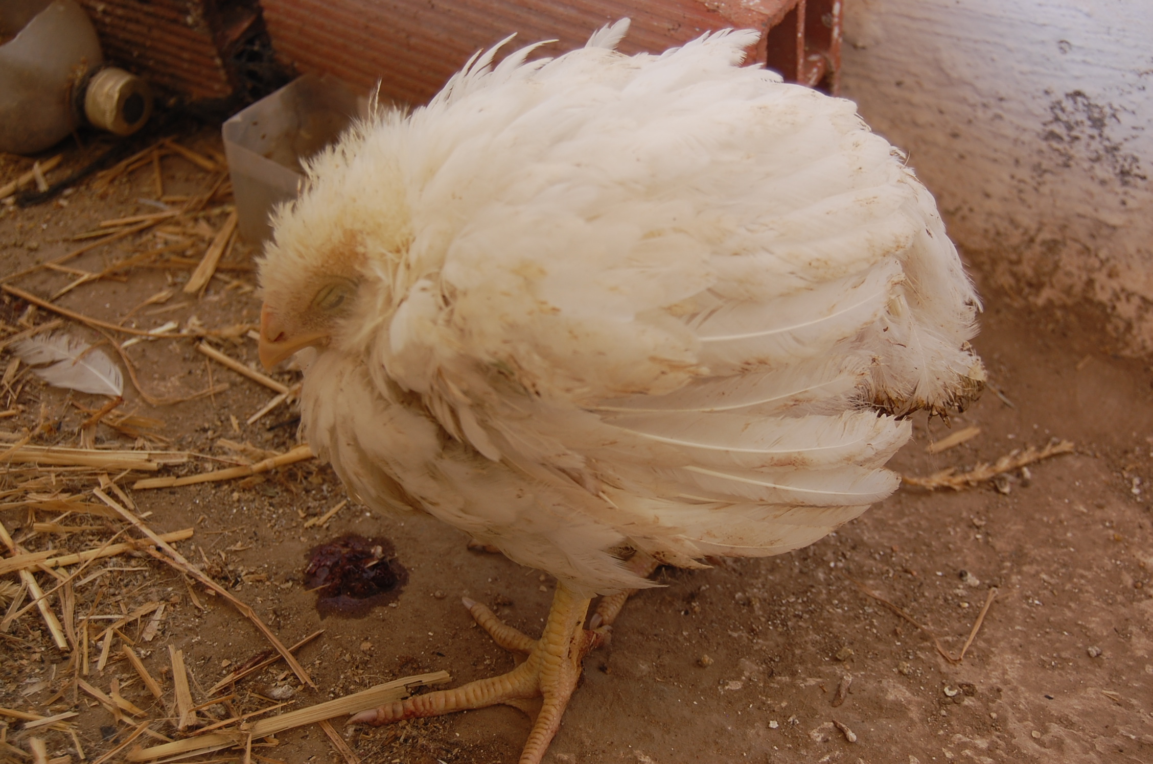 Nemocné kuře trpící krvavým průjmem v důsledku kokcidiózy
