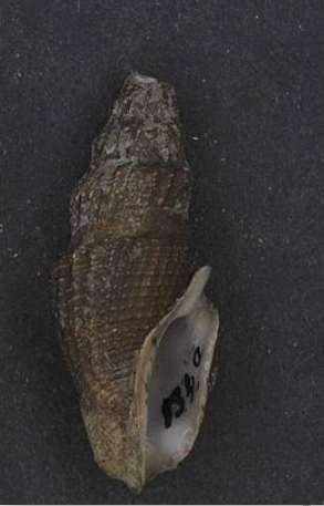 <i>Crassispira callosa</i> Species of gastropod