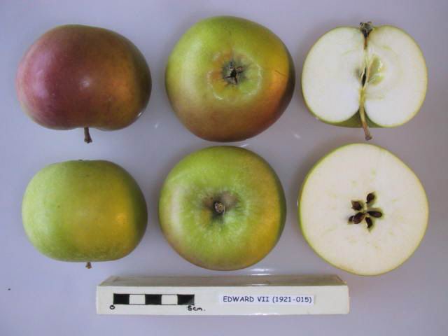 File:Cross section of Edward VII, National Fruit Collection (acc. 1921-015).jpg