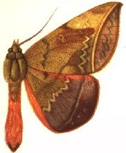 <i>Cyligramma amblyops</i> Species of moth
