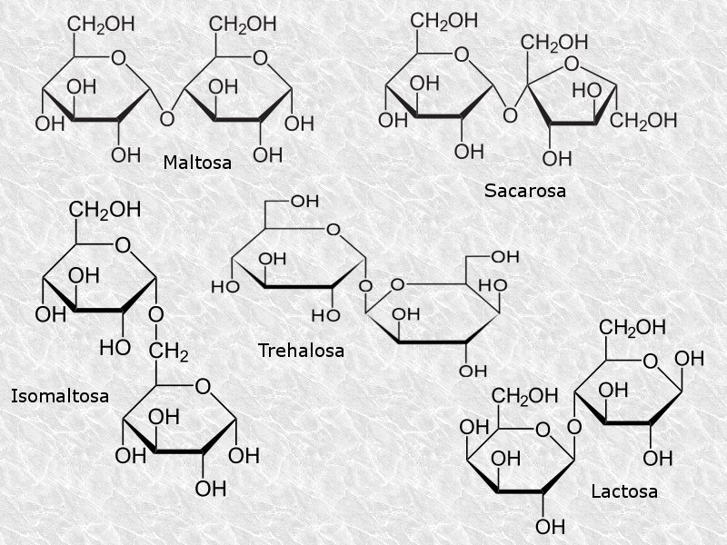 diagrama de disacárido