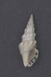 <i>Inquisitor incertus</i> species of mollusc