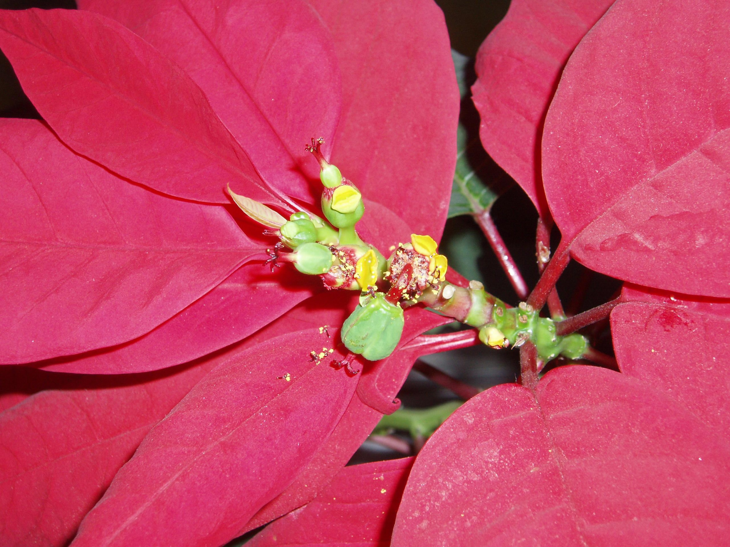 Euphorbia pulcherrima