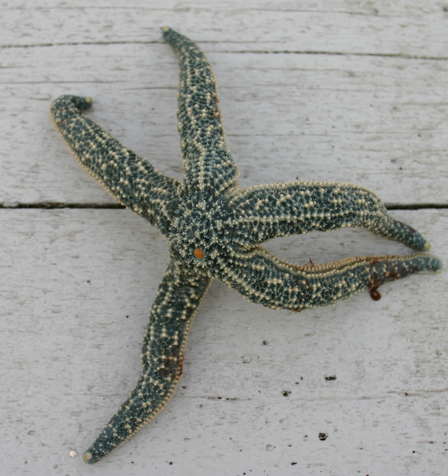 green sea star