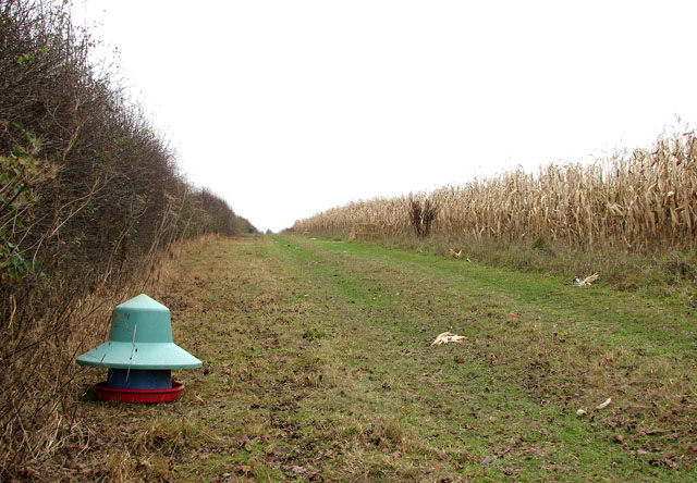 File:Game bird feeder beside farm track - geograph.org.uk - 1570757.jpg