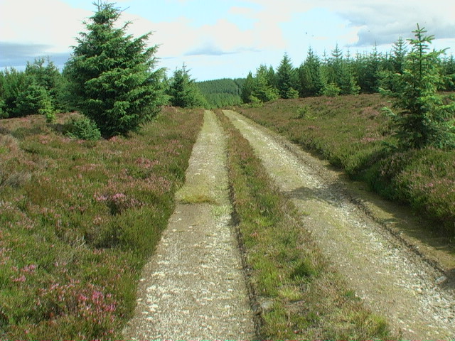 Goyle Hill forest track leaves open ground and enters the forest proper - geograph.org.uk - 1453587
