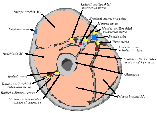 File:Gray413 color.png