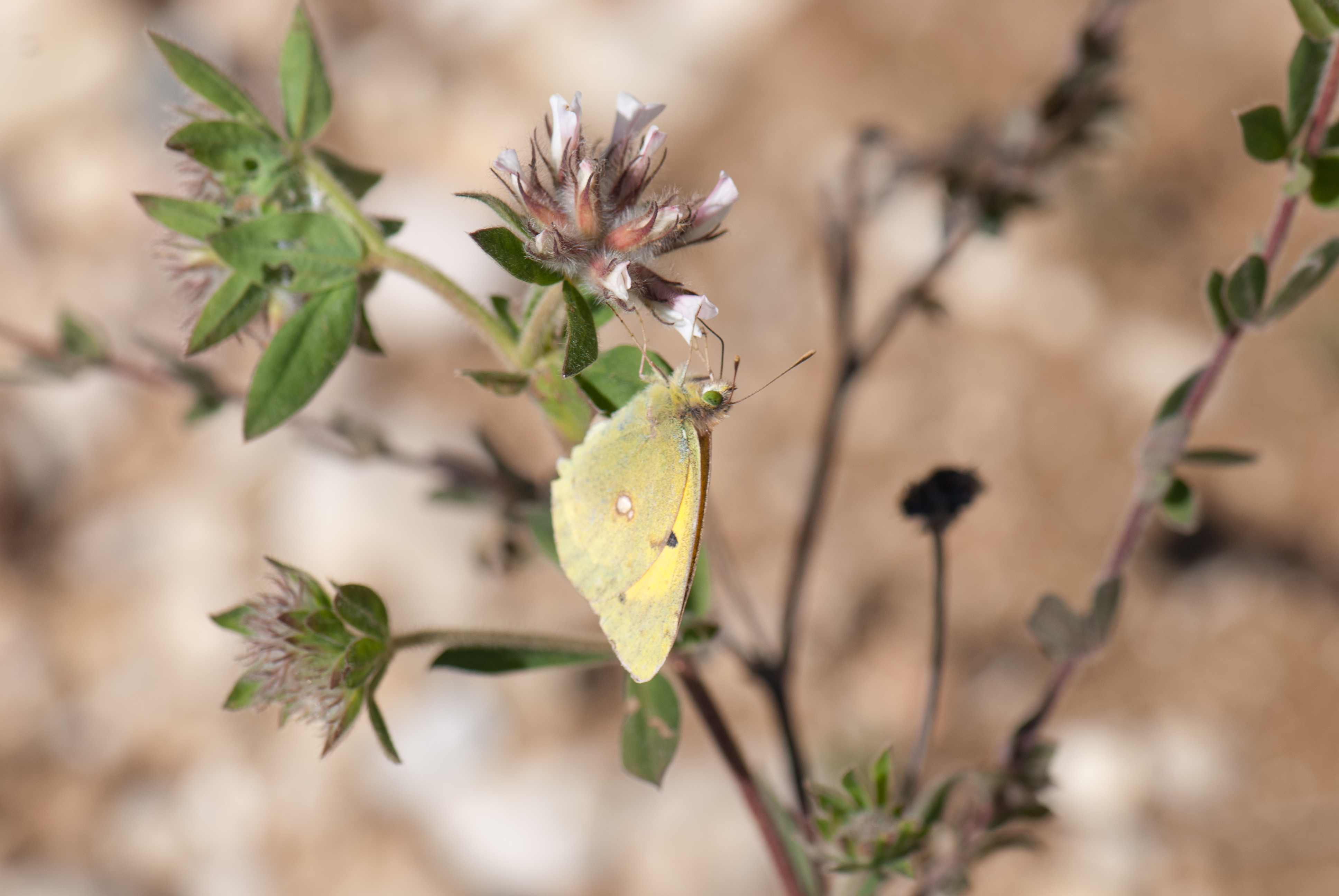 Green eyes 2. Clouded Yellow бабочка. Дымчато желтый. Лимонница желтая бабочка сидит на бруснике поздней осенью степь.