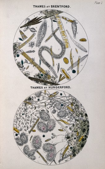 Ilustración en el libro ''"A microscopic examination of the water supplied to the inhabitants of London and the suburban districts."'' 1850